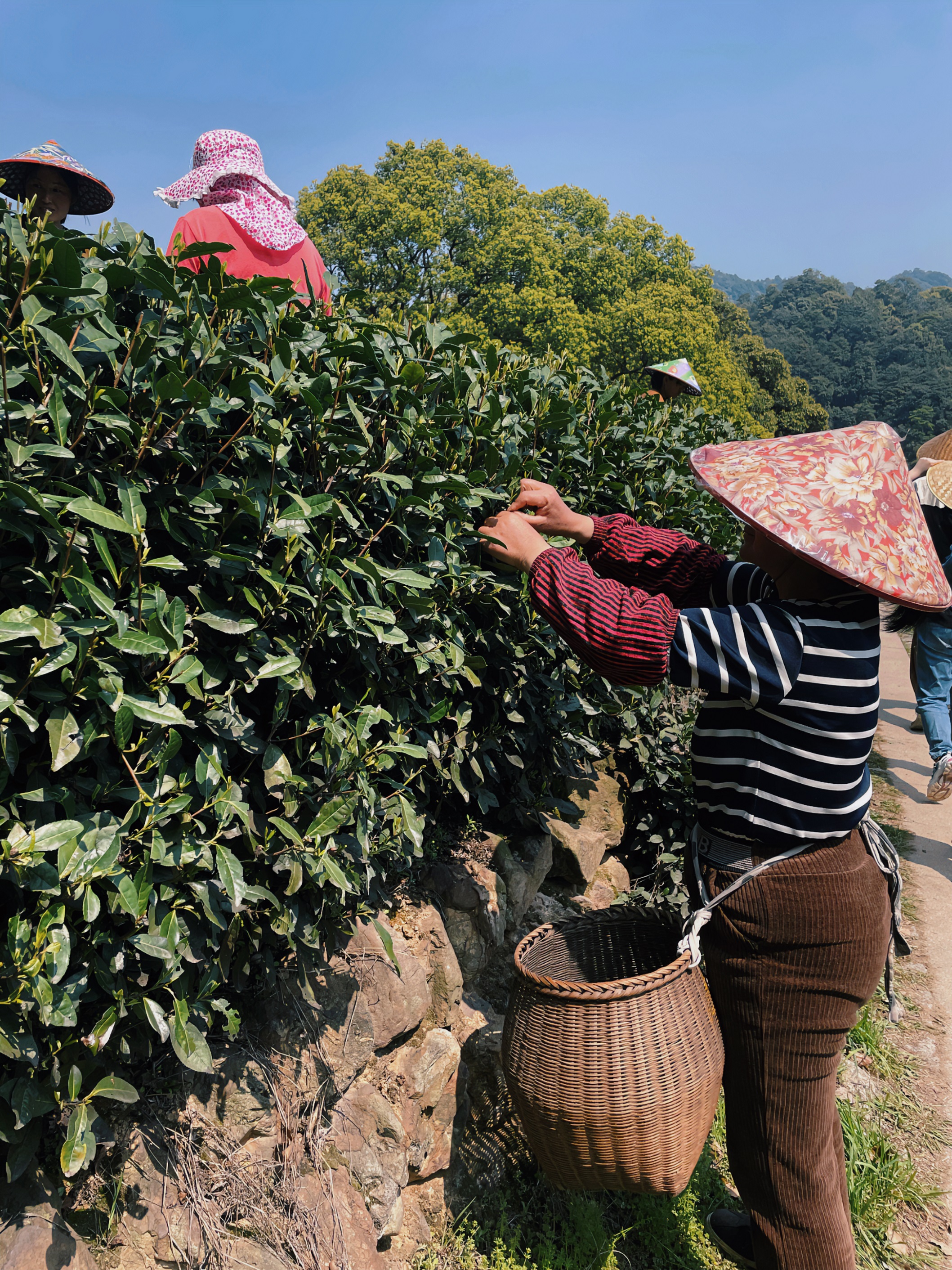 浙茶集团国贸六部联合举办“以茶之名”茶酒文化交流活动